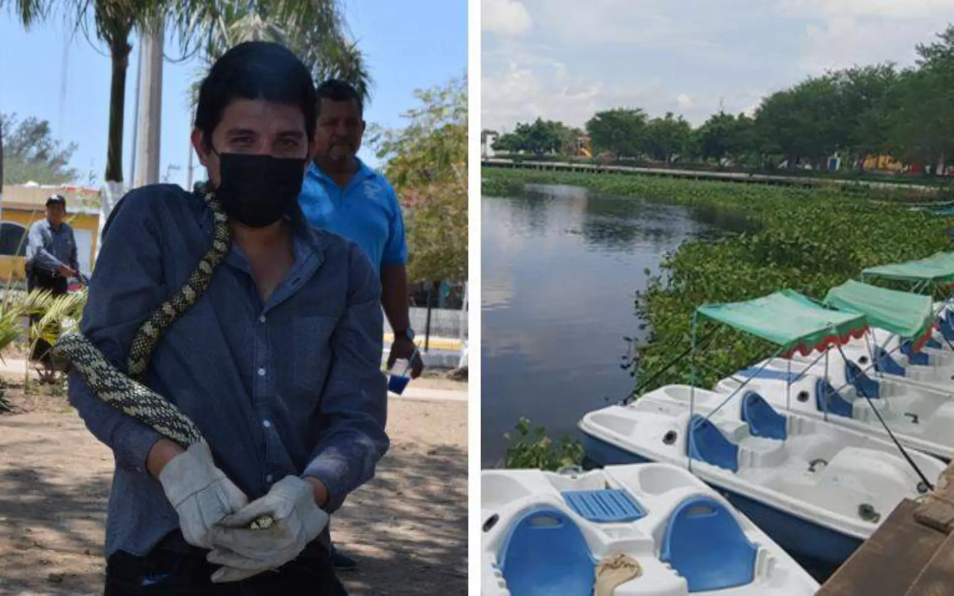 Capturan víbora en el parque de la laguna del Champayán Miguel Díaz y Teresa Macías